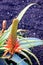 Ripe green aloe with blossom in the garden