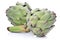 Ripe green artichoke vegetables isolated
