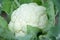 The ripe green cauliflower plant in the garden