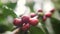 Ripe and Green Coffee Berries at Organic Plantation Farm. Bali, Indonesia. 4K Slowmotion.