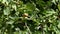 Ripe and green Common fig fruits on a fig tree