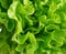 Ripe green crisp-head lettuce. Salad leaf. Green butter lettuce vegetable or salad. Food concept, hydroponic vegetable leaves.