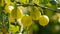 Ripe green gooseberries grow on a bush in a summer garden close up view