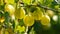 Ripe green gooseberries grow on a bush in a summer garden close up view