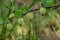 Ripe green gooseberries hanging at the gooseberry bush