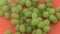 Ripe green grapes rotating a red background.