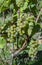 Ripe green grapes in the vineyard in detail