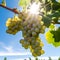 Ripe green grapes in the vineyard growing naturally. Green grapes on the vine in the garden, generative AI