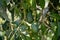 Ripe green hass avocadoes hanging on tree ready to harvest, avocado plantation on Cyprus