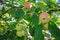 Ripe and green immature apples on branch of the tree in the garden