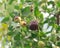 Ripe and green jujube fruits or Chinese dates on tree at home garden in Arlington, Texas, USA