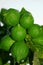 Ripe green limes grow on a branch. Close-up of lime. Citrus fruit hanging on a branch. Useful food for vegetarians