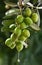 Ripe green olives, fresh branch with green leaves dipped in olive oil