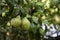 Ripe green pears grow on the tree in the garden, healthy vegetarian