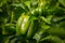 Ripe green peppers in a greenhouse. Many fresh leaves. Harvest of vegetables. Sunny day. Close up