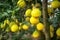 Ripe and green pomelo fruit tree in the garden.