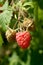 Ripe and green single raspberry on a stem