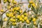 Ripe green Spanish olives growing on olive tree with blurred background