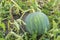 Ripe green striped watermelon ripens in a garden bed. watermelon is in garden