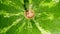 Ripe green summer watermelon. Appetizing tasty green striped fruit berry. Macro view.