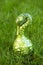 Ripe green Swan like squash on grass lawn. Fresh harvested decorative pumpkin in shape of swan. Close up.