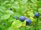 Ripe growing blueberries