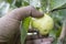 Ripe Guava Temptation: Hand Reaching for Nature\'s Delight