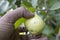 Ripe Guava Temptation: Hand Reaching for Nature\'s Delight