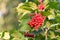 Ripe guelder rose berries