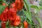Ripe Habanero Peppers Growing in Organic Garden