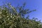 ripe harvest of large cherry plum in the summer