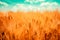 Ripe harvest ready field of barley crops