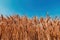 Ripe harvest ready wheat crop field in summer