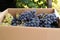 Ripe harvested grapes in a cardboard box