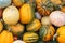 ripe harvested pumpkins from farm fields, agricultural