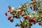 Ripe hawthorn in autumn