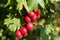 Ripe hawthorn in autumn