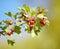 Ripe hawthorn berries