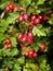 Ripe hawthorn fruit Crataegus L. close-up