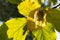 Ripe hazelnut on a branch in the fall on a sunny day. copy space. Autumn image of the gifts of nature