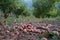 Ripe hazelnuts in hazelnut orchard