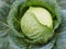 Ripe head of cabbage. Agricultural plant. Brassica oleracea. Harvesting a new crop. Fruits of autumn. Vegetarian food.