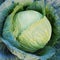 Ripe head of cabbage. Agricultural plant. Brassica oleracea. Harvesting a new crop. Fruits of autumn. Vegetarian food. Square