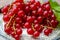 Ripe healthy antioxidant red currant berries