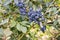 Ripe highbush garden blueberries growing in organic garden