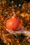 Ripe Hokkaido pumpkin on a woman`s hand