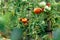 Ripe homegrown tomato fruit plants in cultivated organic garden