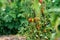 Ripe homegrown tomato fruit plants in cultivated organic garden