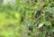 Ripe honeysuckle berry on the branch