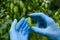 Ripe hop cone inspection on hops yard